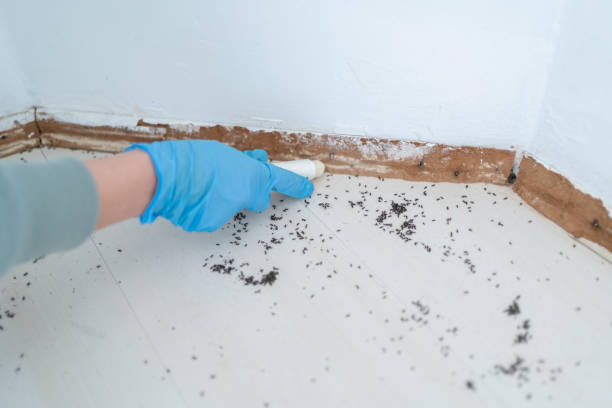 Best Residential Pest Control  in Badger, AK